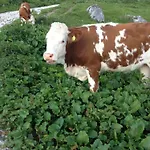 Le Ginestre